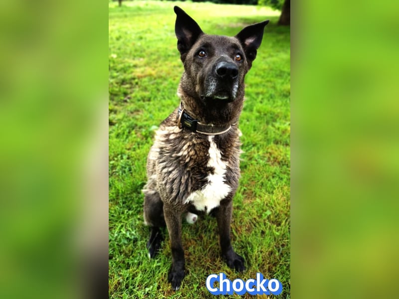 Chocko, 10/22 - treuer Familienhund sucht Zuhause