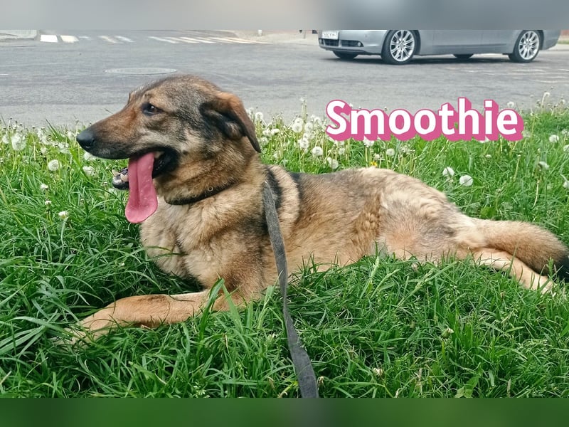 VERMITTLUNGSHILFE Smoothie, 08/20 - sucht endlich eine Rettung!
