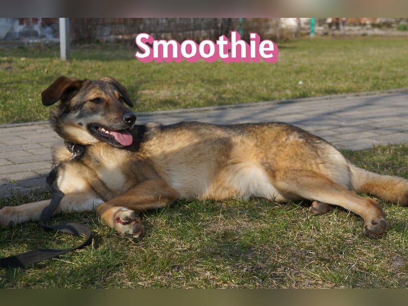 VERMITTLUNGSHILFE Smoothie, 08/20 - sucht endlich eine Rettung!