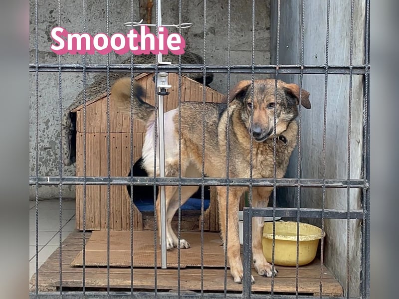 VERMITTLUNGSHILFE Smoothie, 08/20 - sucht endlich eine Rettung!