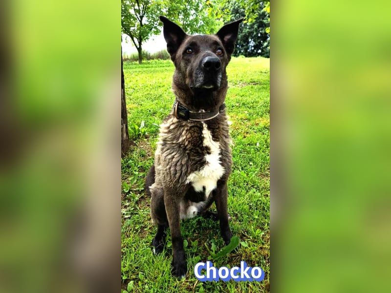Chocko, 10/22 - treuer Familienhund sucht Zuhause