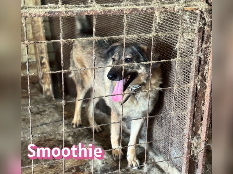 VERMITTLUNGSHILFE Smoothie, 08/20 - sucht endlich eine Rettung!