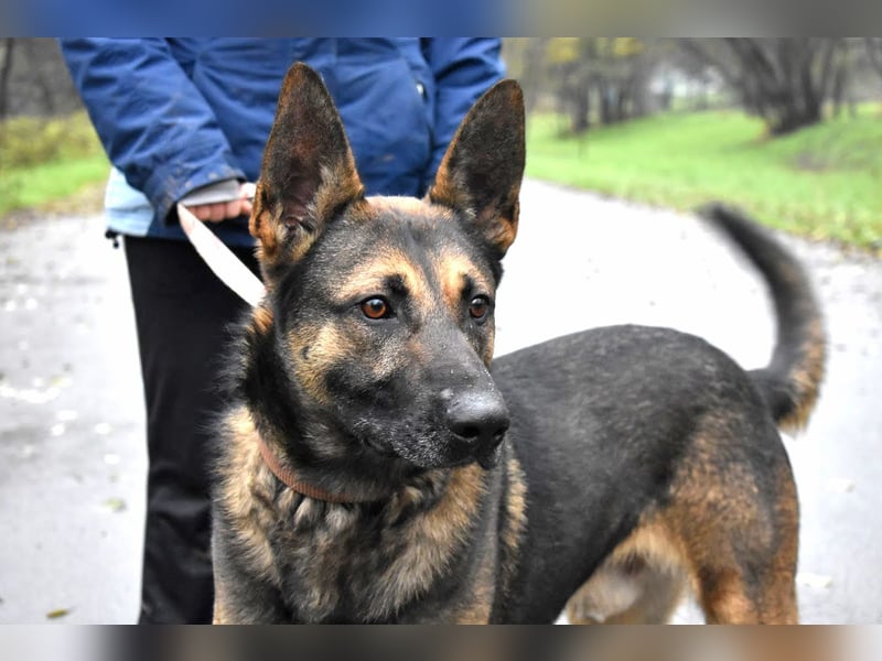 menschenbezogener Joker