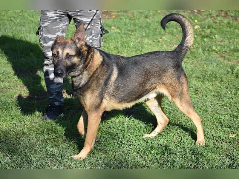 menschenbezogener Joker