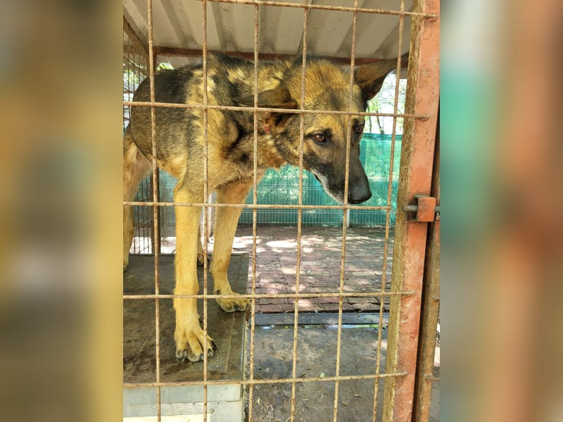 menschenbezogener Joker