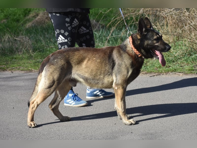 Schäferhund Loki