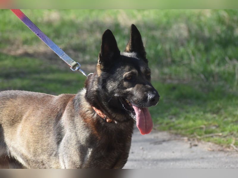 Schäferhund Loki