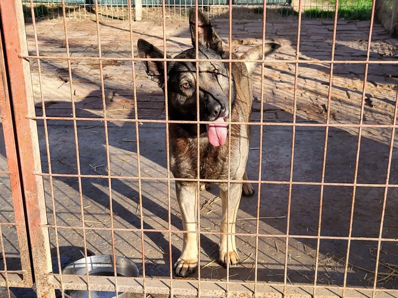 Schäferhund Loki