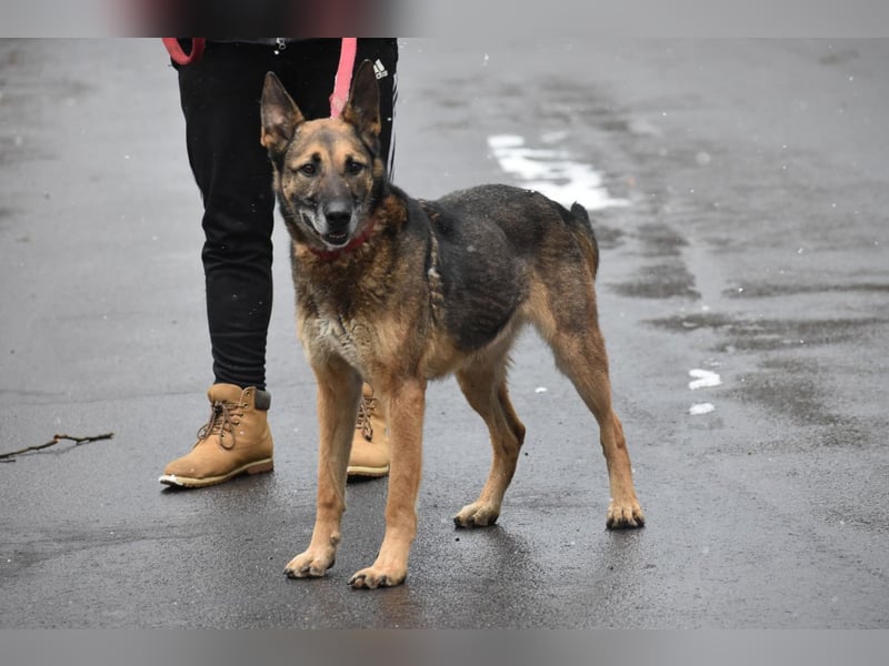 menschenbezogener Joker