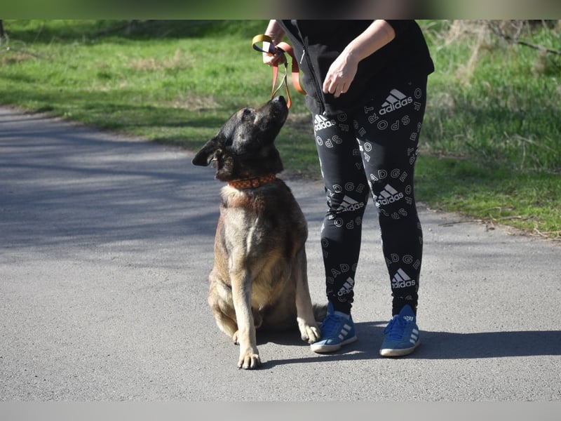 Schäferhund Loki