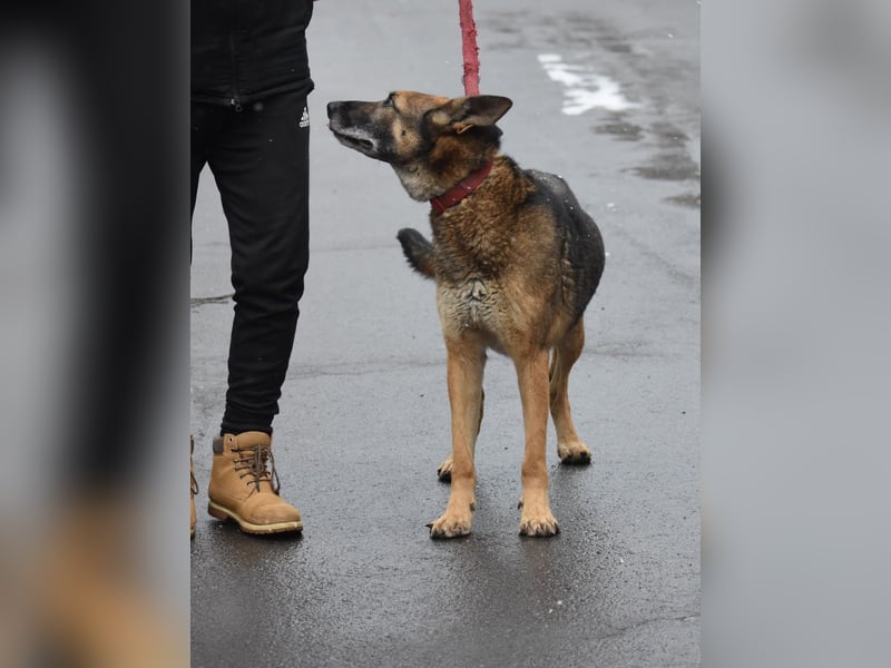 menschenbezogener Joker