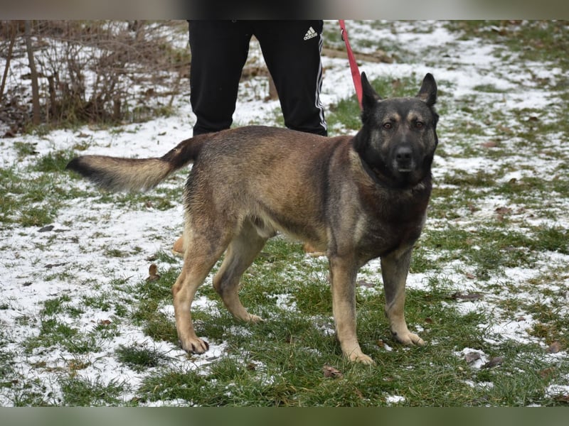 Schäferhund Loki
