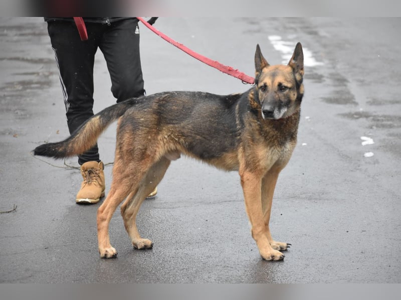 menschenbezogener Joker