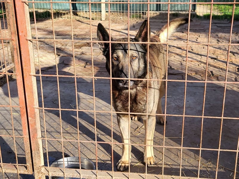 Schäferhund Loki