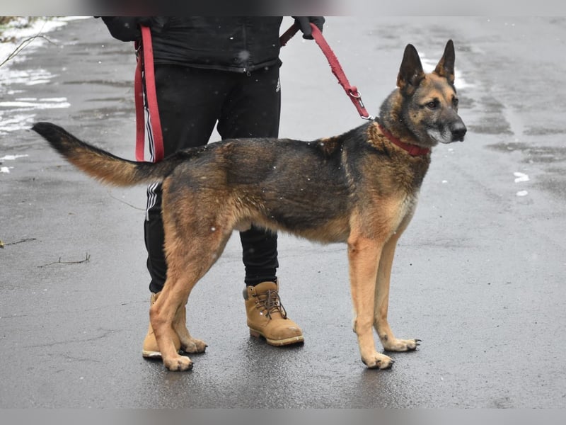 menschenbezogener Joker