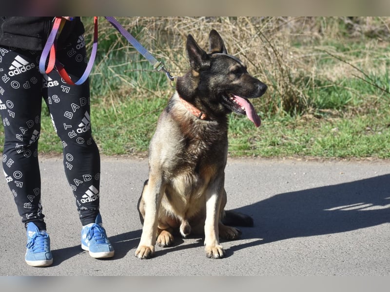 Schäferhund Loki