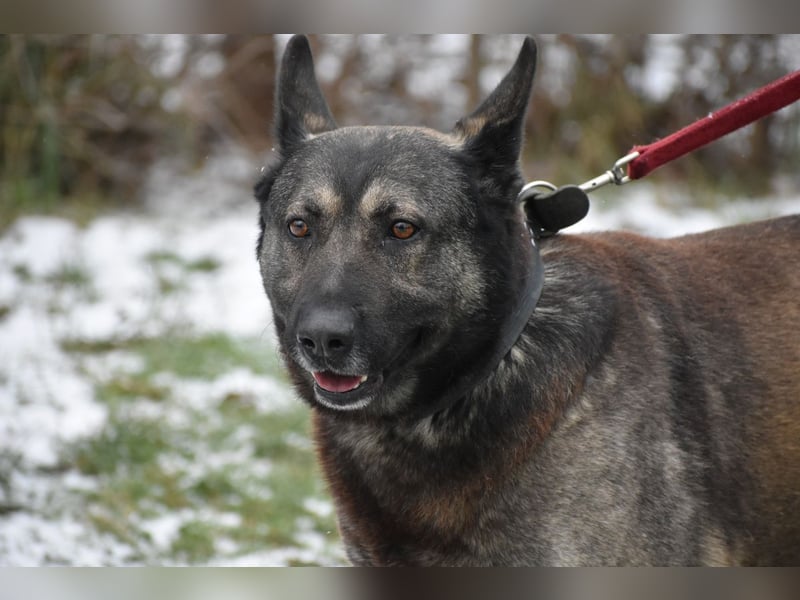 Schäferhundmix Loki