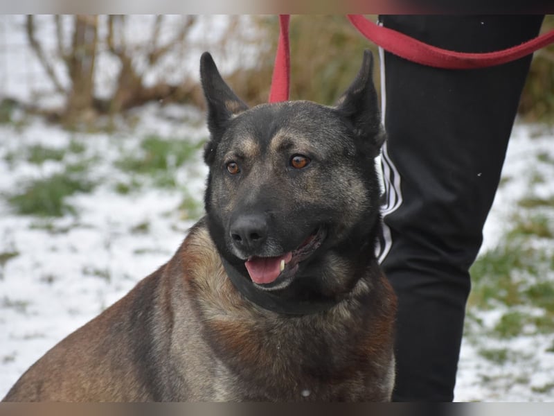 Schäferhundmix Loki