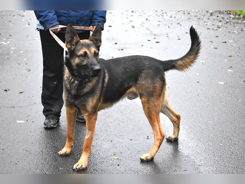 menschenbezogener Joker