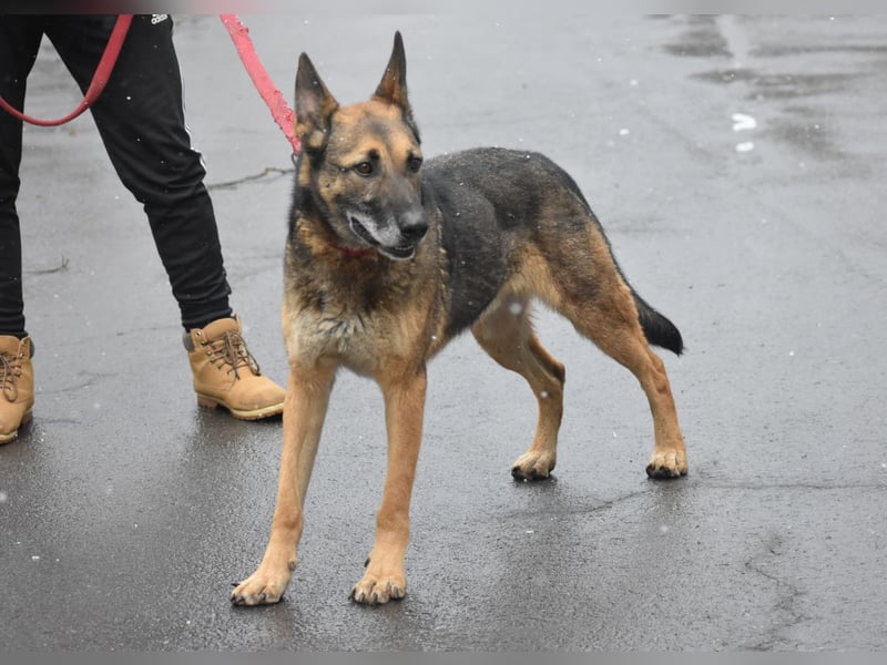 menschenbezogener Joker