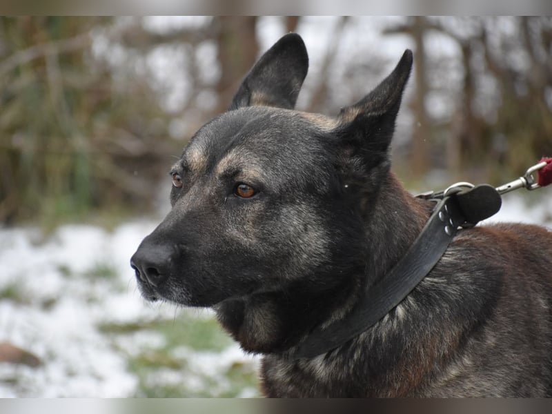 Schäferhundmix Loki