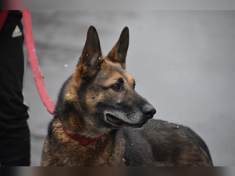 menschenbezogener Joker