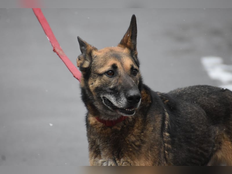 menschenbezogener Joker