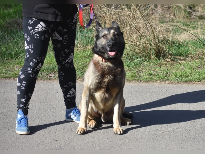 Schäferhund Loki