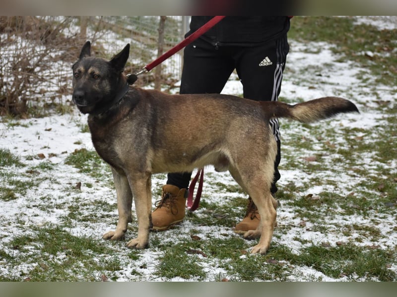 Schäferhundmix Loki