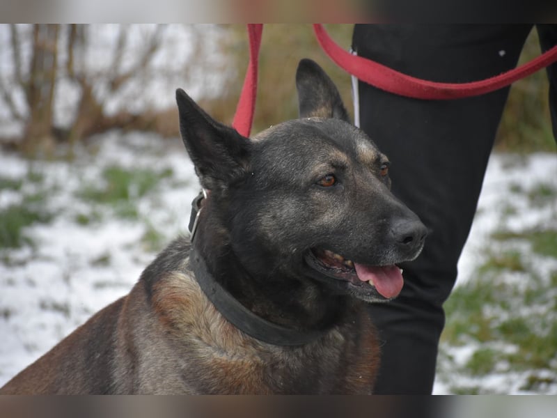 Schäferhundmix Loki