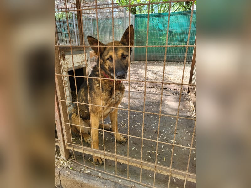 menschenbezogener Joker