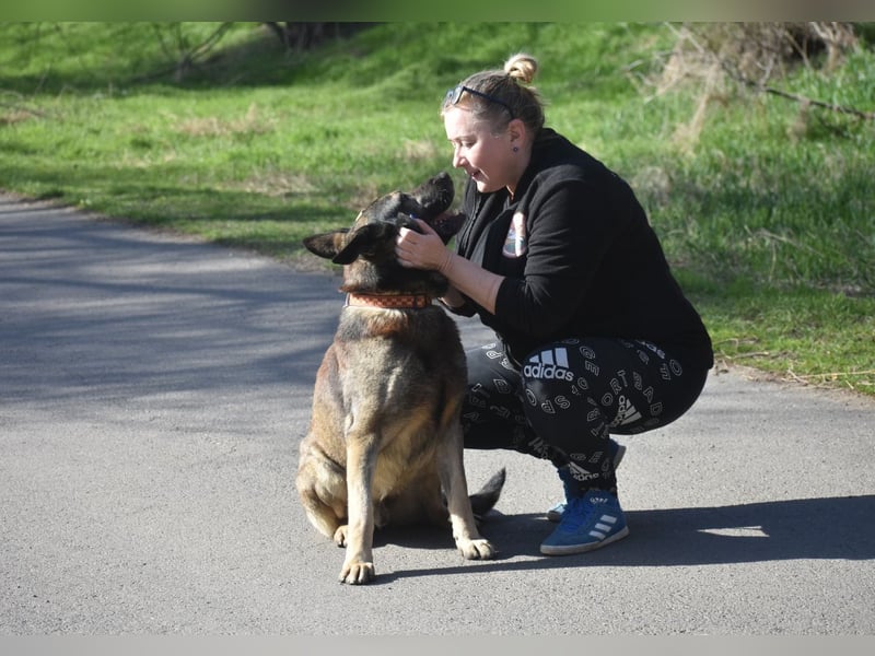 Schäferhund Loki