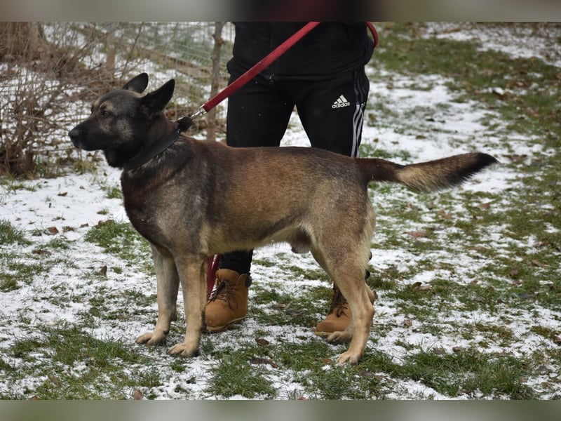 Schäferhundmix Loki