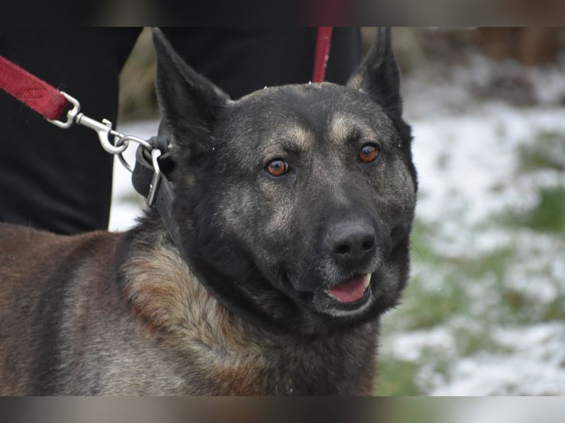 Schäferhundmix Loki