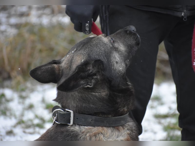 Schäferhund Loki