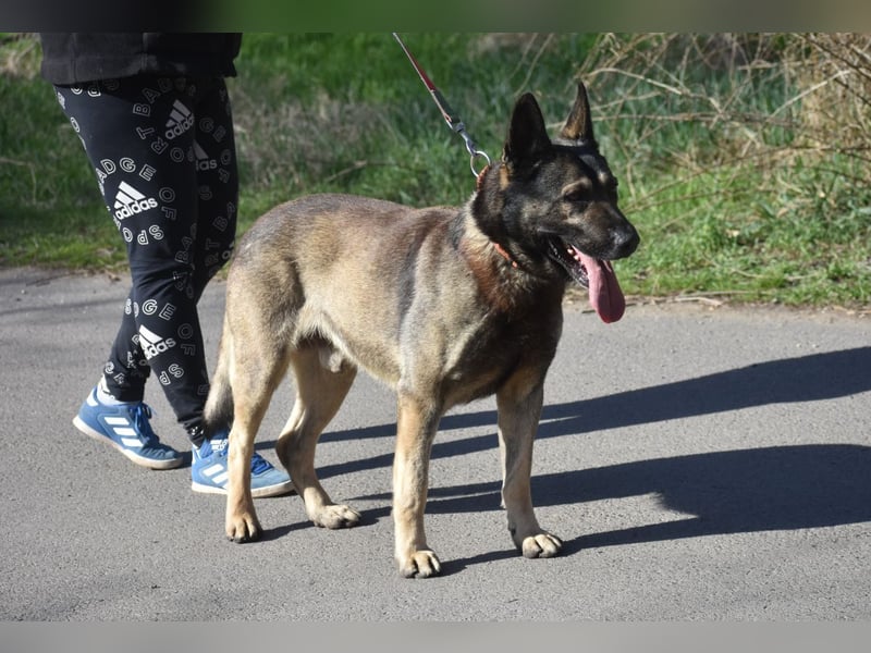 Schäferhund Loki