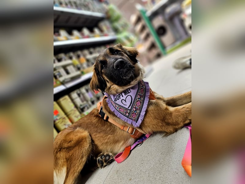 Junghündin Lia – neugieriges Hundemädchen sucht ein liebevolles Zuhause