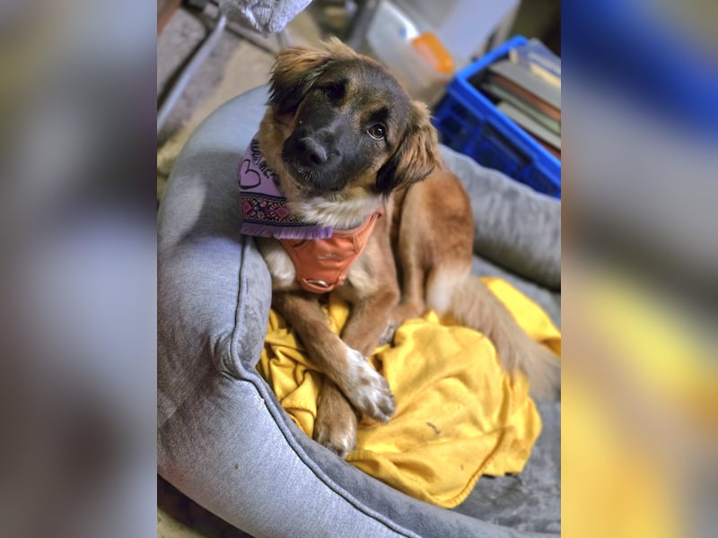 Junghündin Lia – neugieriges Hundemädchen sucht ein liebevolles Zuhause