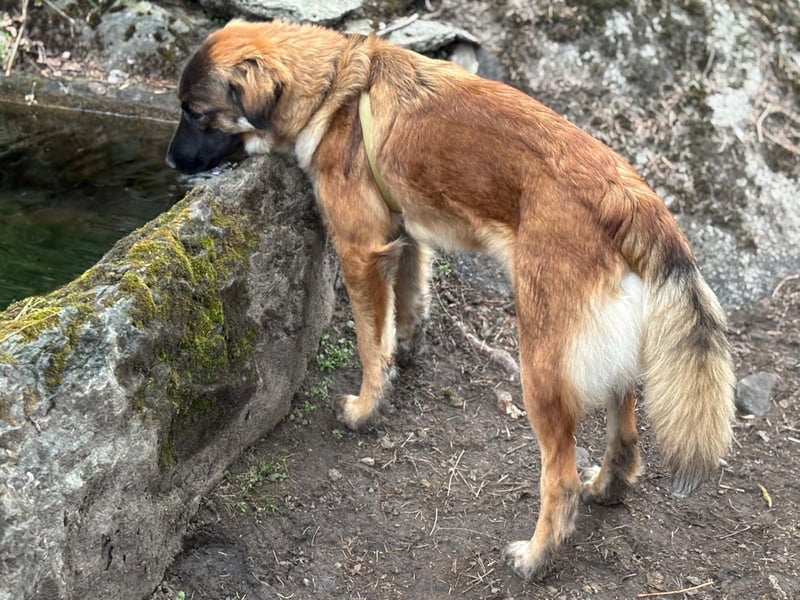Junghündin Lia – neugieriges Hundemädchen sucht ein liebevolles Zuhause