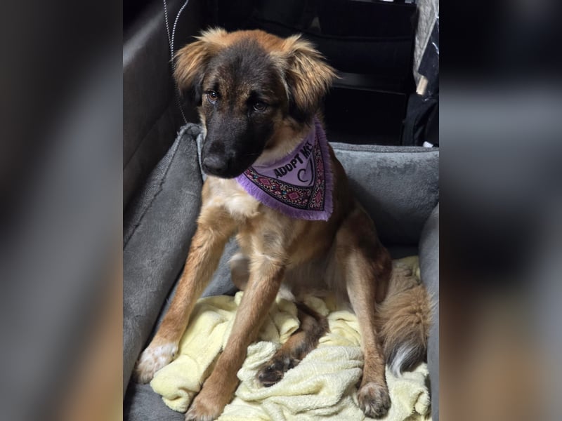 Junghündin Lia – neugieriges Hundemädchen sucht ein liebevolles Zuhause