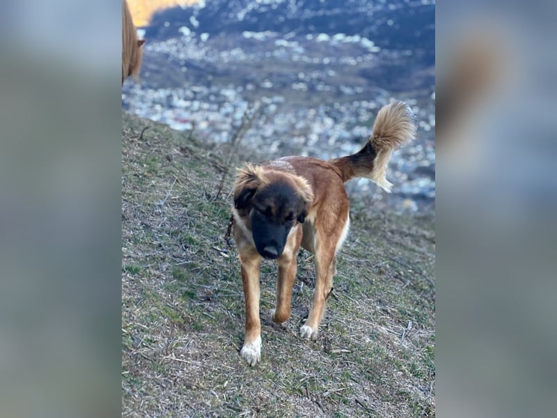 Junghündin Lia – neugieriges Hundemädchen sucht ein liebevolles Zuhause