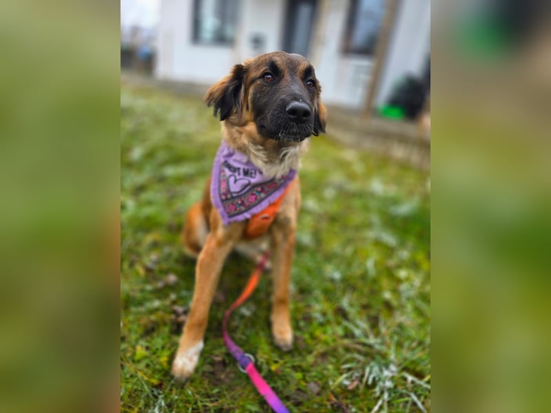 Junghündin Lia – neugieriges Hundemädchen sucht ein liebevolles Zuhause