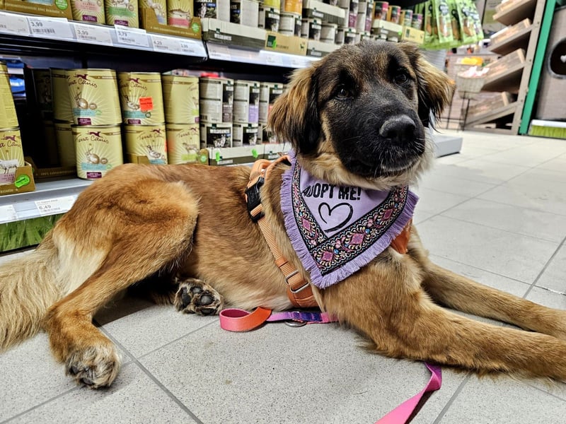 Junghündin Lia – neugieriges Hundemädchen sucht ein liebevolles Zuhause