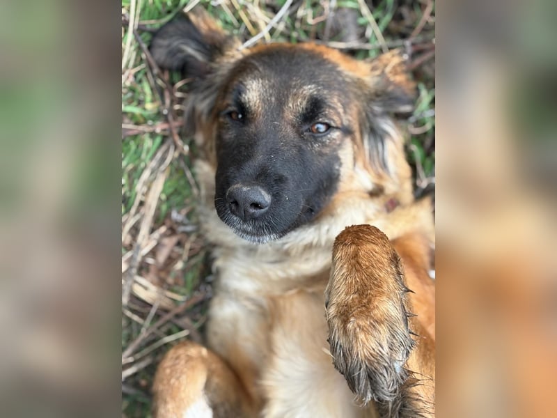 Junghündin Lia – neugieriges Hundemädchen sucht ein liebevolles Zuhause