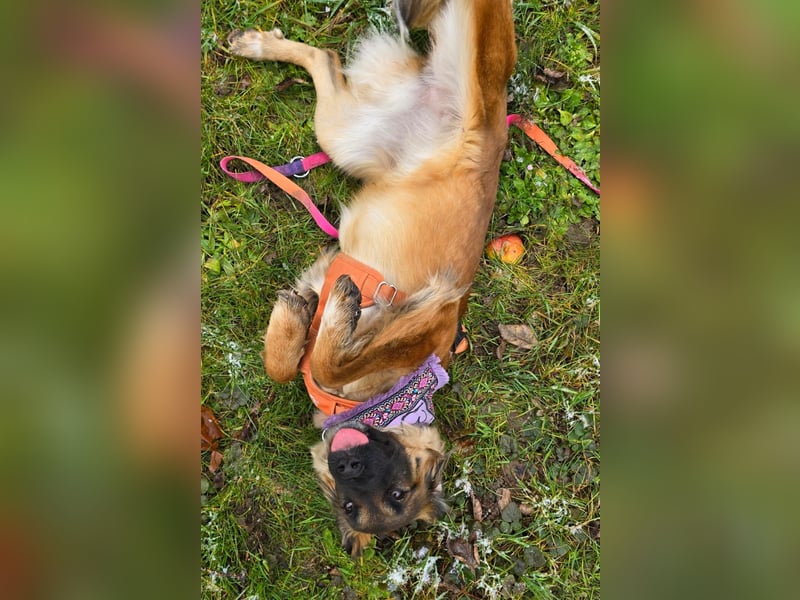 Junghündin Lia – neugieriges Hundemädchen sucht ein liebevolles Zuhause