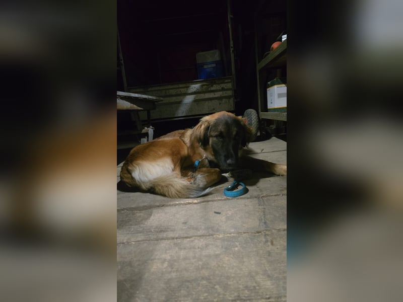 Junghündin Lia – neugieriges Hundemädchen sucht ein liebevolles Zuhause