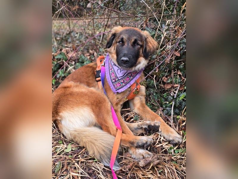 Junghündin Lia – neugieriges Hundemädchen sucht ein liebevolles Zuhause