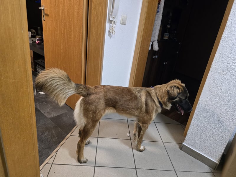 Junghündin Lia – neugieriges Hundemädchen sucht ein liebevolles Zuhause