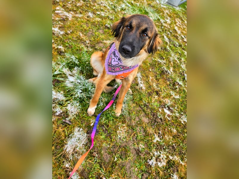 Junghündin Lia – neugieriges Hundemädchen sucht ein liebevolles Zuhause