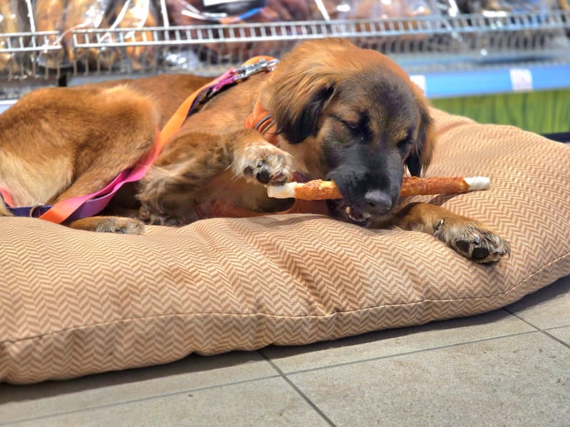 Junghündin Lia – neugieriges Hundemädchen sucht ein liebevolles Zuhause